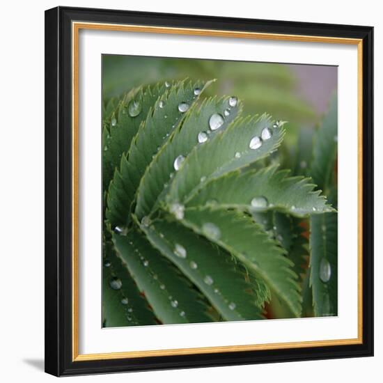 Dew Drops II-Nicole Katano-Framed Photo