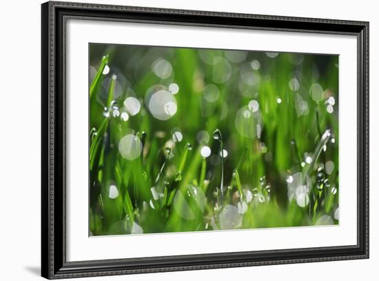 Dew Drops II-Leesa White-Framed Photographic Print