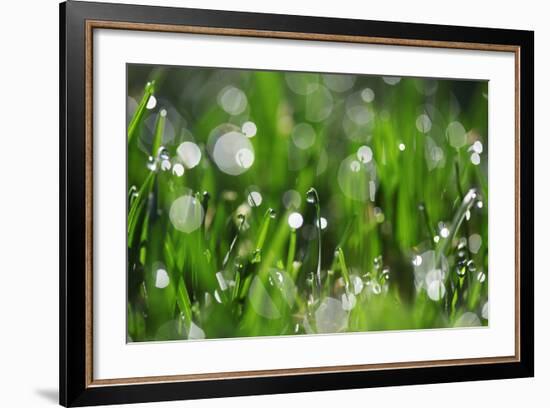 Dew Drops II-Leesa White-Framed Photographic Print