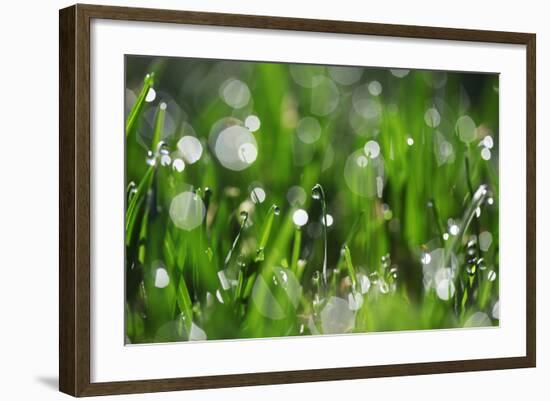 Dew Drops II-Leesa White-Framed Photographic Print