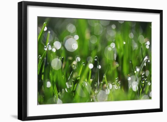 Dew Drops II-Leesa White-Framed Photographic Print