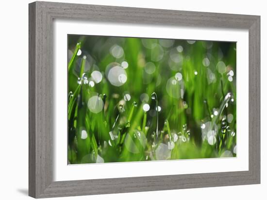 Dew Drops II-Leesa White-Framed Photographic Print