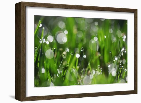 Dew Drops II-Leesa White-Framed Photographic Print