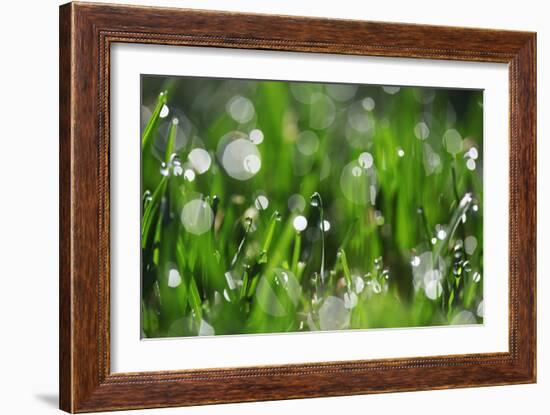 Dew Drops II-Leesa White-Framed Photographic Print