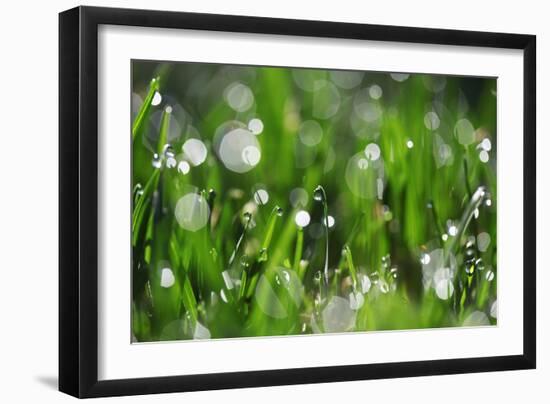 Dew Drops II-Leesa White-Framed Photographic Print