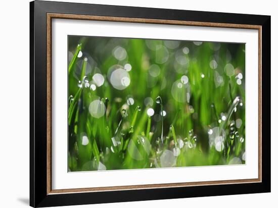 Dew Drops II-Leesa White-Framed Photographic Print