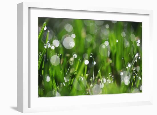 Dew Drops II-Leesa White-Framed Photographic Print