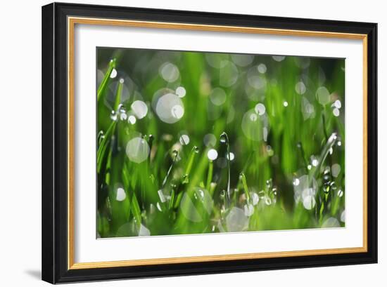 Dew Drops II-Leesa White-Framed Photographic Print