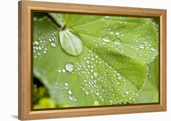 Dew Drops on a Leaf-Craig Tuttle-Framed Premier Image Canvas