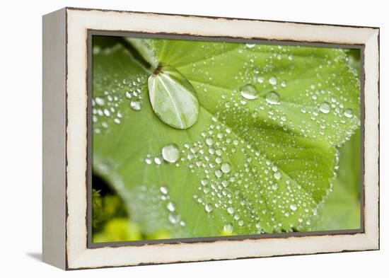 Dew Drops on a Leaf-Craig Tuttle-Framed Premier Image Canvas