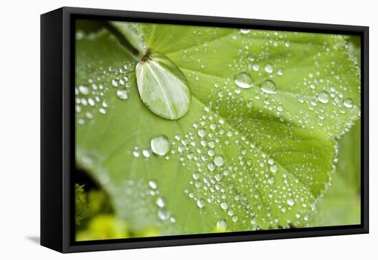 Dew Drops on a Leaf-Craig Tuttle-Framed Premier Image Canvas