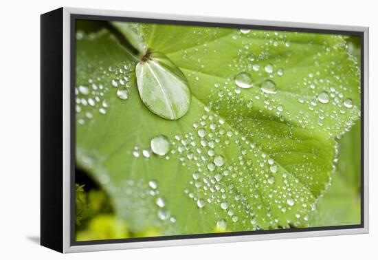 Dew Drops on a Leaf-Craig Tuttle-Framed Premier Image Canvas