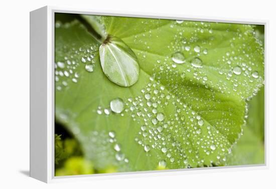 Dew Drops on a Leaf-Craig Tuttle-Framed Premier Image Canvas