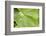 Dew Drops on a Leaf-Craig Tuttle-Framed Photographic Print