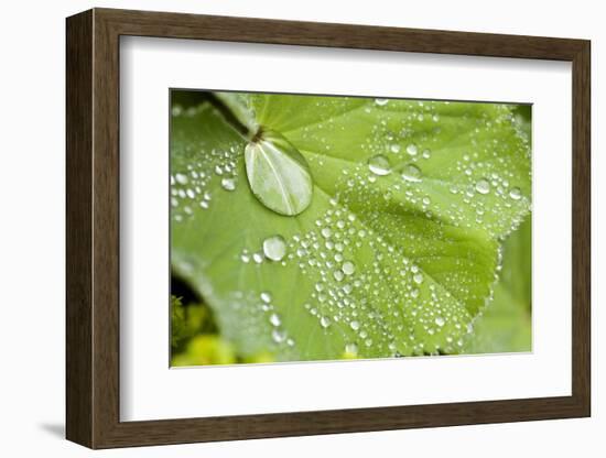 Dew Drops on a Leaf-Craig Tuttle-Framed Photographic Print