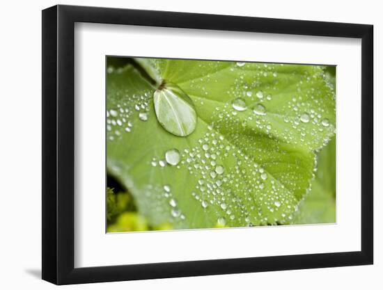 Dew Drops on a Leaf-Craig Tuttle-Framed Photographic Print