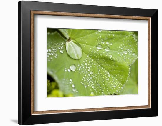 Dew Drops on a Leaf-Craig Tuttle-Framed Photographic Print