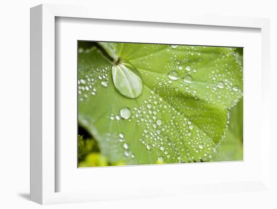 Dew Drops on a Leaf-Craig Tuttle-Framed Photographic Print