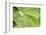 Dew Drops on a Leaf-Craig Tuttle-Framed Photographic Print