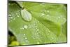 Dew Drops on a Leaf-Craig Tuttle-Mounted Photographic Print