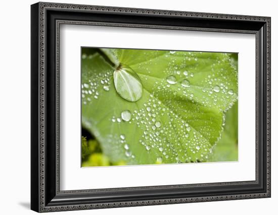 Dew Drops on a Leaf-Craig Tuttle-Framed Photographic Print