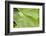 Dew Drops on a Leaf-Craig Tuttle-Framed Photographic Print