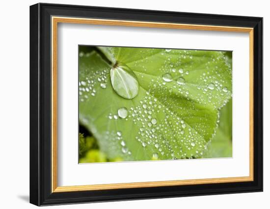 Dew Drops on a Leaf-Craig Tuttle-Framed Photographic Print