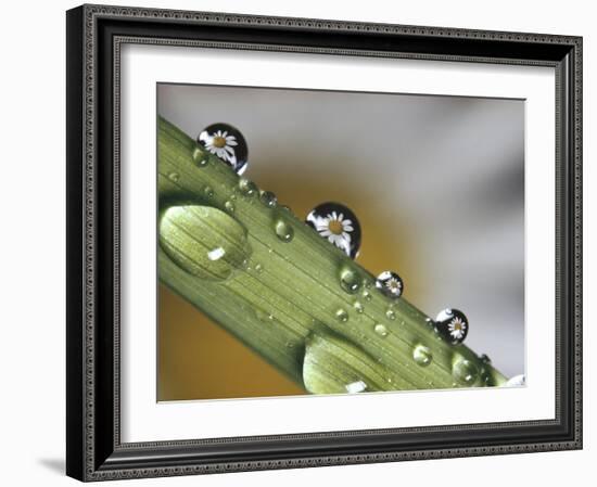 Dew Drops on a Stem-null-Framed Photographic Print