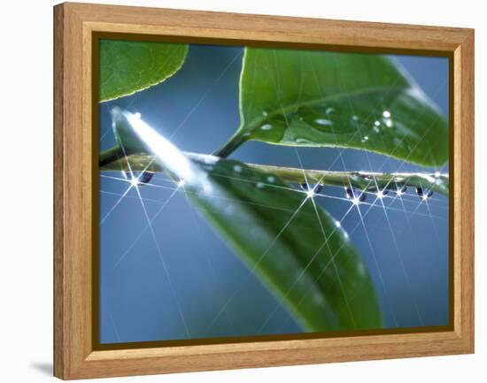 Dew Drops on a Twig-null-Framed Premier Image Canvas