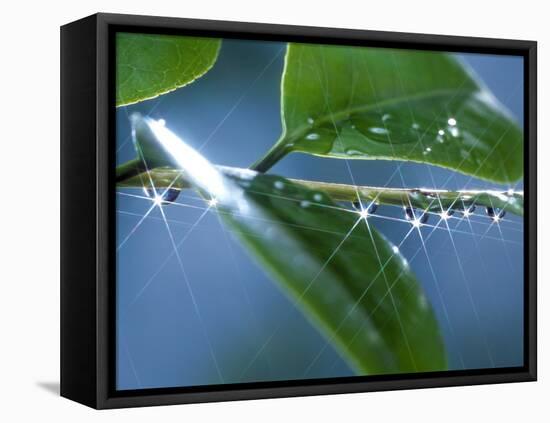 Dew Drops on a Twig-null-Framed Premier Image Canvas