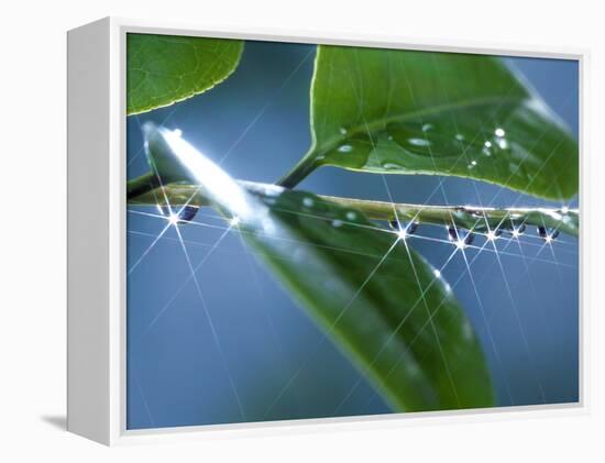 Dew Drops on a Twig-null-Framed Premier Image Canvas