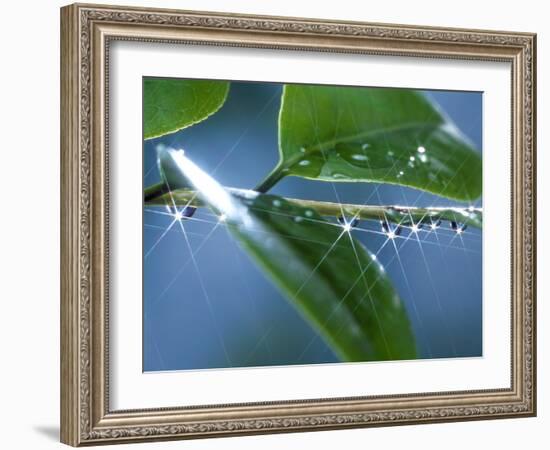 Dew Drops on a Twig-null-Framed Photographic Print