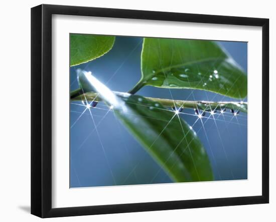 Dew Drops on a Twig-null-Framed Photographic Print