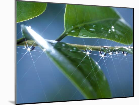 Dew Drops on a Twig-null-Mounted Photographic Print