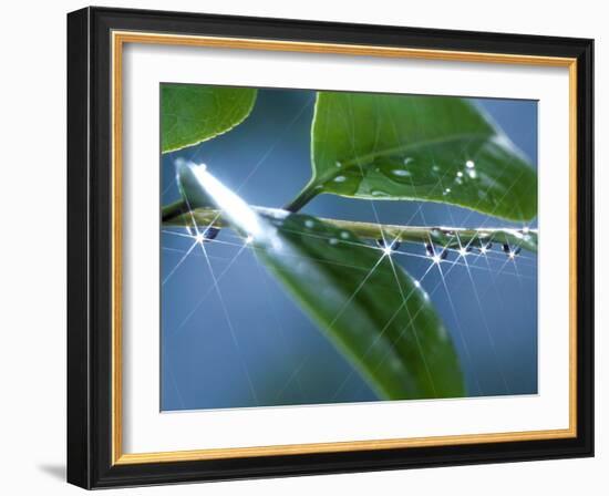 Dew Drops on a Twig-null-Framed Photographic Print