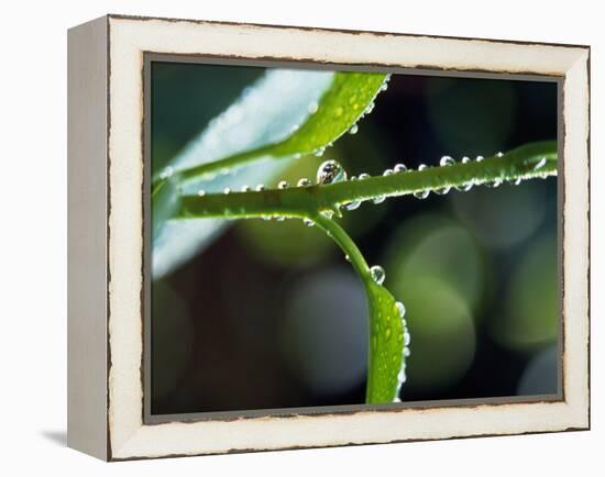 Dew Drops on a Twig-null-Framed Premier Image Canvas