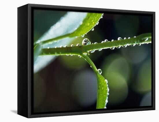 Dew Drops on a Twig-null-Framed Premier Image Canvas
