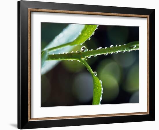 Dew Drops on a Twig-null-Framed Photographic Print