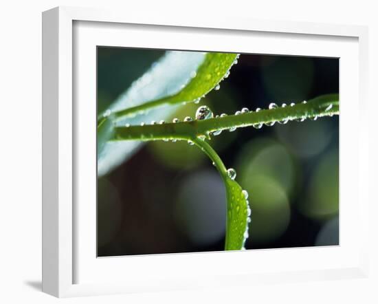 Dew Drops on a Twig-null-Framed Photographic Print