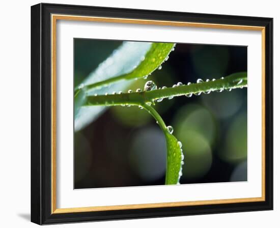 Dew Drops on a Twig-null-Framed Photographic Print