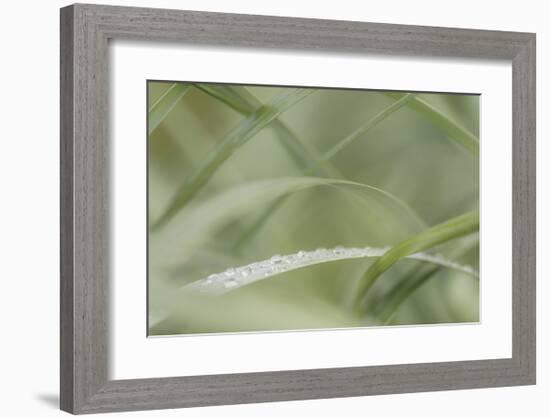 Dew Drops on Beach Grass-Don Paulson-Framed Giclee Print