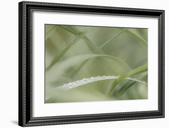 Dew Drops on Beach Grass-Don Paulson-Framed Giclee Print