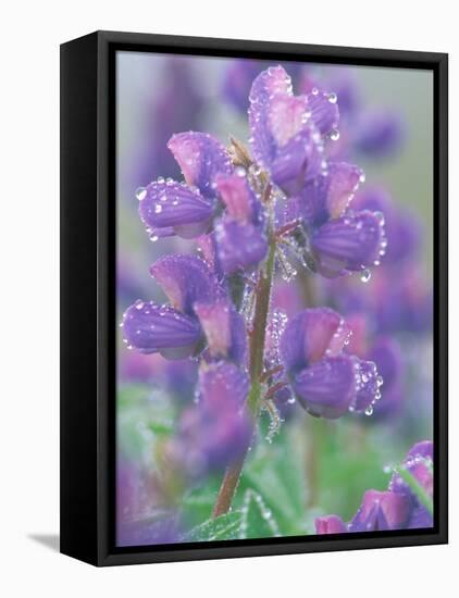 Dew Drops on Blooming Lupine, Olympic National Park, Washington, USA-Rob Tilley-Framed Premier Image Canvas