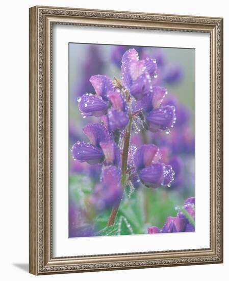 Dew Drops on Blooming Lupine, Olympic National Park, Washington, USA-Rob Tilley-Framed Photographic Print