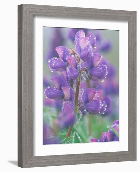 Dew Drops on Blooming Lupine, Olympic National Park, Washington, USA-Rob Tilley-Framed Photographic Print