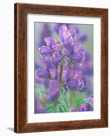 Dew Drops on Blooming Lupine, Olympic National Park, Washington, USA-Rob Tilley-Framed Photographic Print