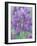 Dew Drops on Blooming Lupine, Olympic National Park, Washington, USA-Rob Tilley-Framed Photographic Print