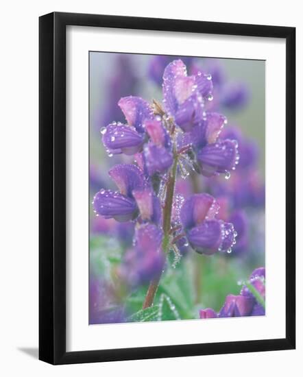 Dew Drops on Blooming Lupine, Olympic National Park, Washington, USA-Rob Tilley-Framed Photographic Print