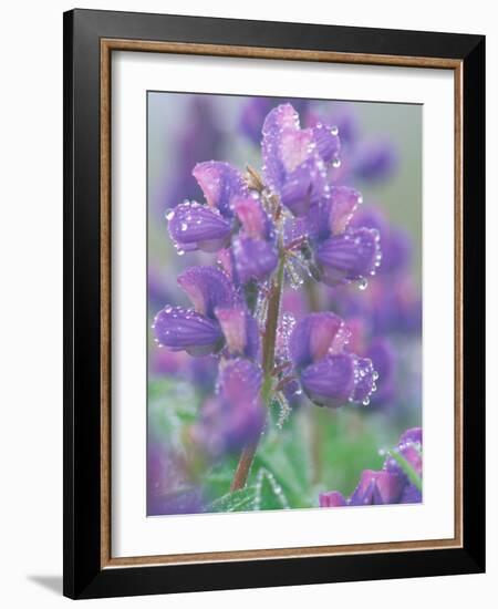 Dew Drops on Blooming Lupine, Olympic National Park, Washington, USA-Rob Tilley-Framed Photographic Print