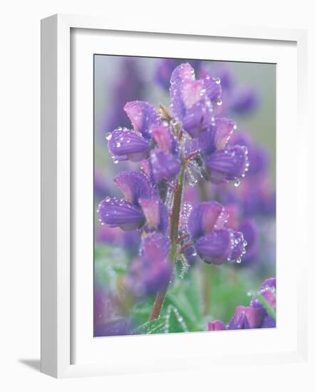 Dew Drops on Blooming Lupine, Olympic National Park, Washington, USA-Rob Tilley-Framed Photographic Print